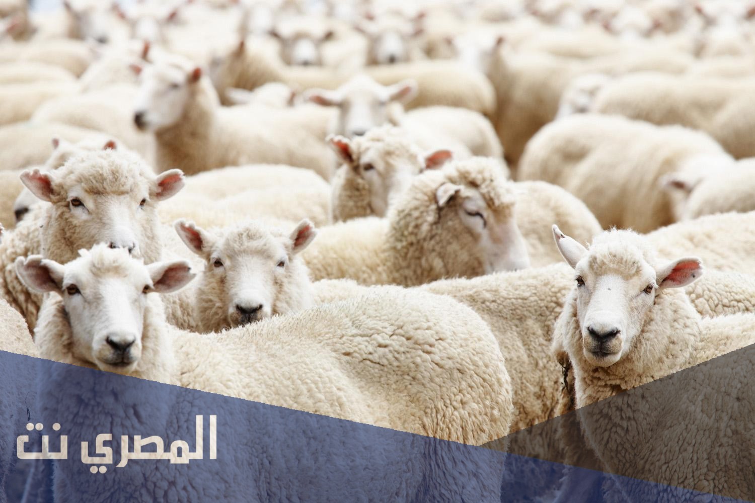 طريقة الحصول على دعم صغار مربي الماشية في تمهير 1443