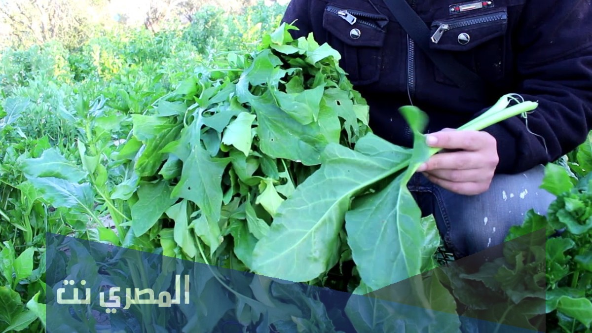 طريقة تخزين السبانخ بالتفصيل