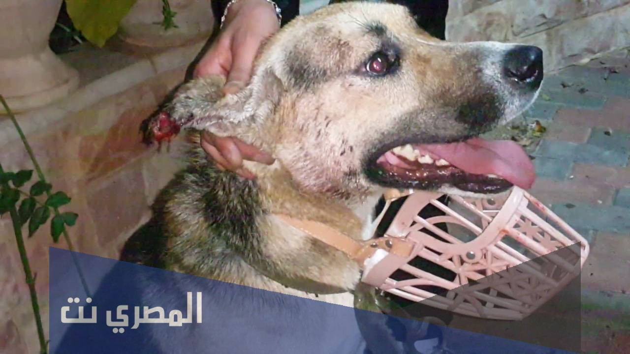 علاج الديدان عند الكلاب وكيفية التخلص منها