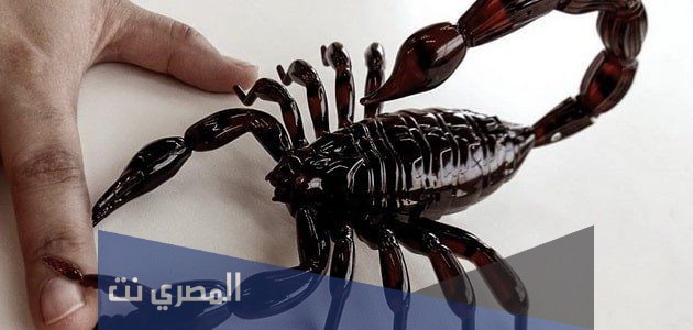 علاج لدغة العقرب بالثوم