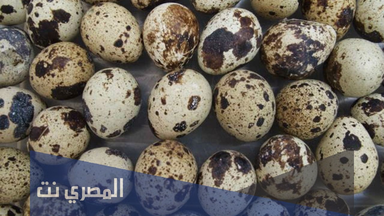 فوائد أكل بيض البط