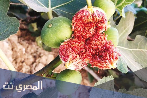 فوائد التين للشعر الشايب