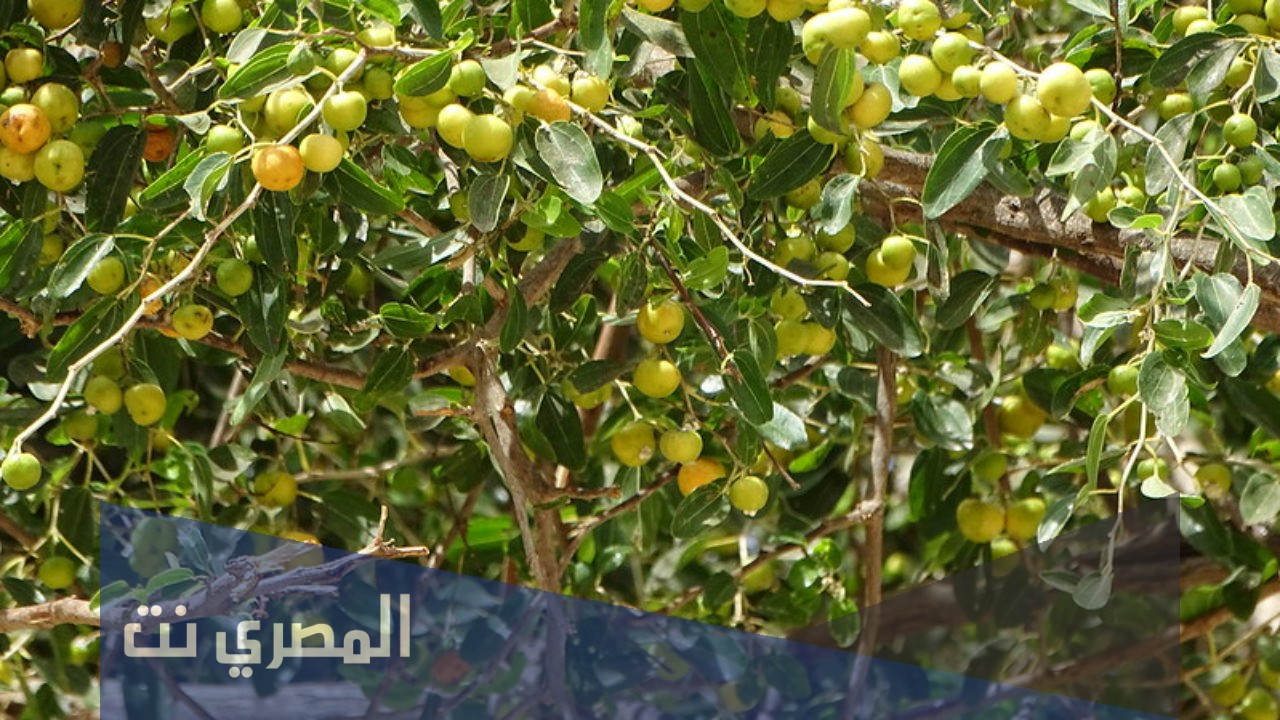 فوائد السدر المطحون لتطويل الشعر