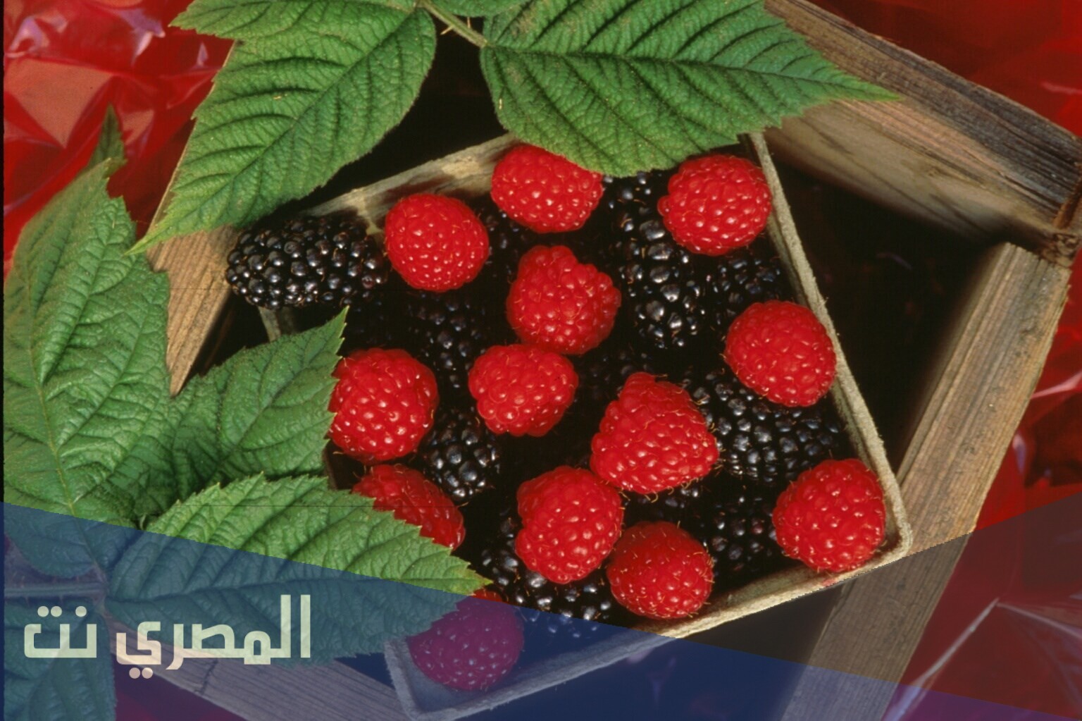 فوائد اوراق توت العليق الاحمر