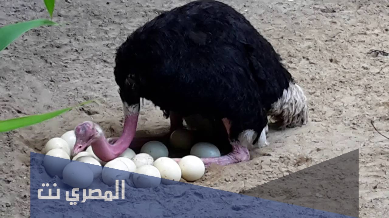 فوائد بيض النعام وأضراره