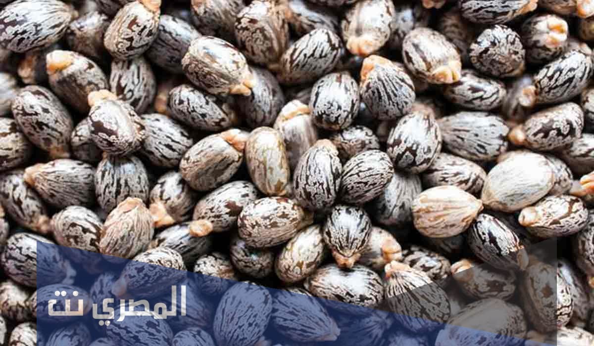 فوائد حبة الملوك لتنظيف البطن