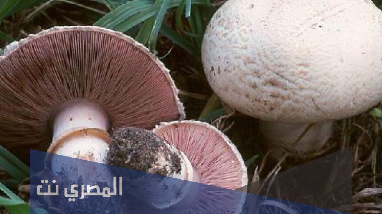 فوائد فطر العرجون واضراره