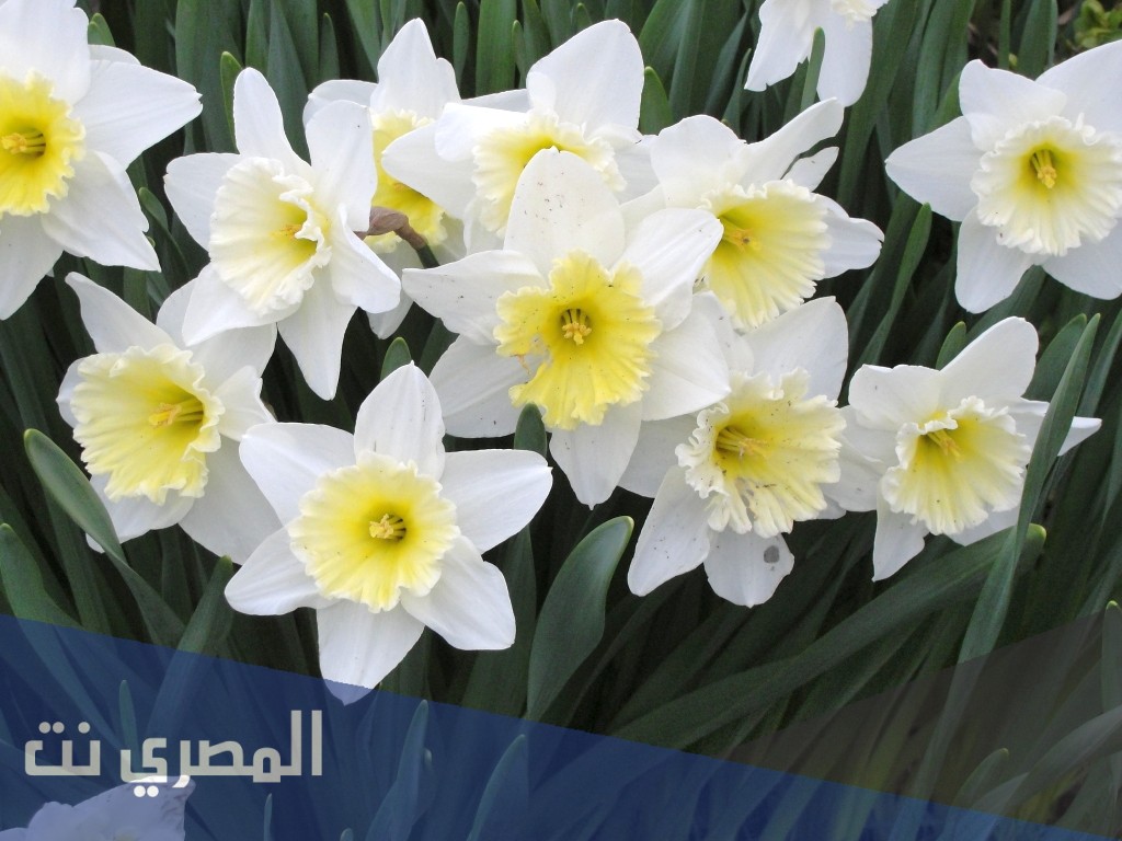 في أي فصل تنمو زهره النرجس