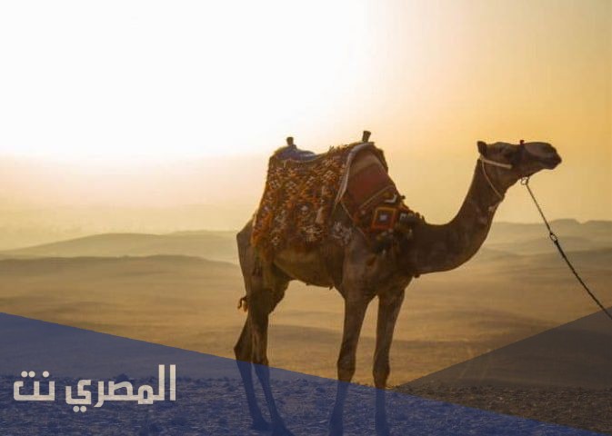 في اي عام كانت الهجرة النبوية