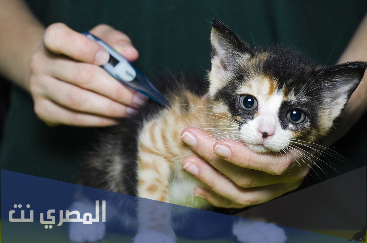 المعدل الطبيعي لنبضات قلب القط في الدقيقه