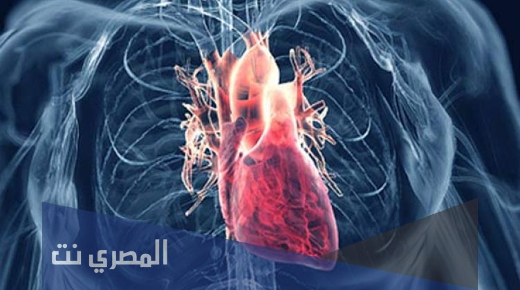 لماذا يزداد النبض عند زيادة الحركة والشعور بالخوف او الغضب