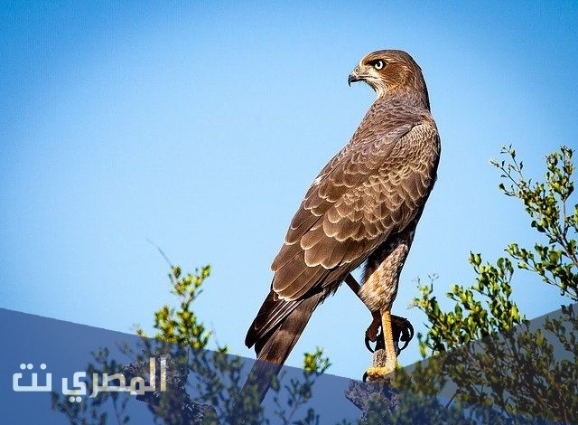 كم تبلغ قوة ابصار الصقر مقارنه بالانسان