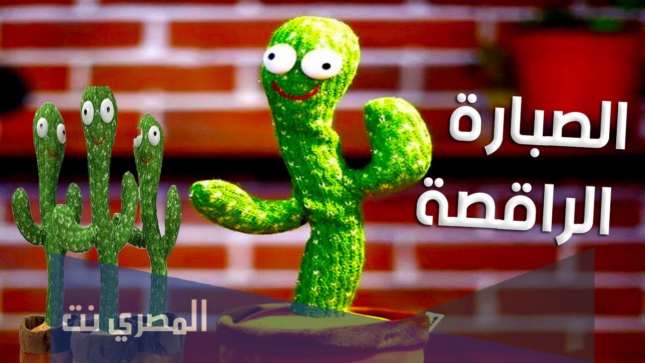 كم سعر الصبارة الراقصة في السعودية