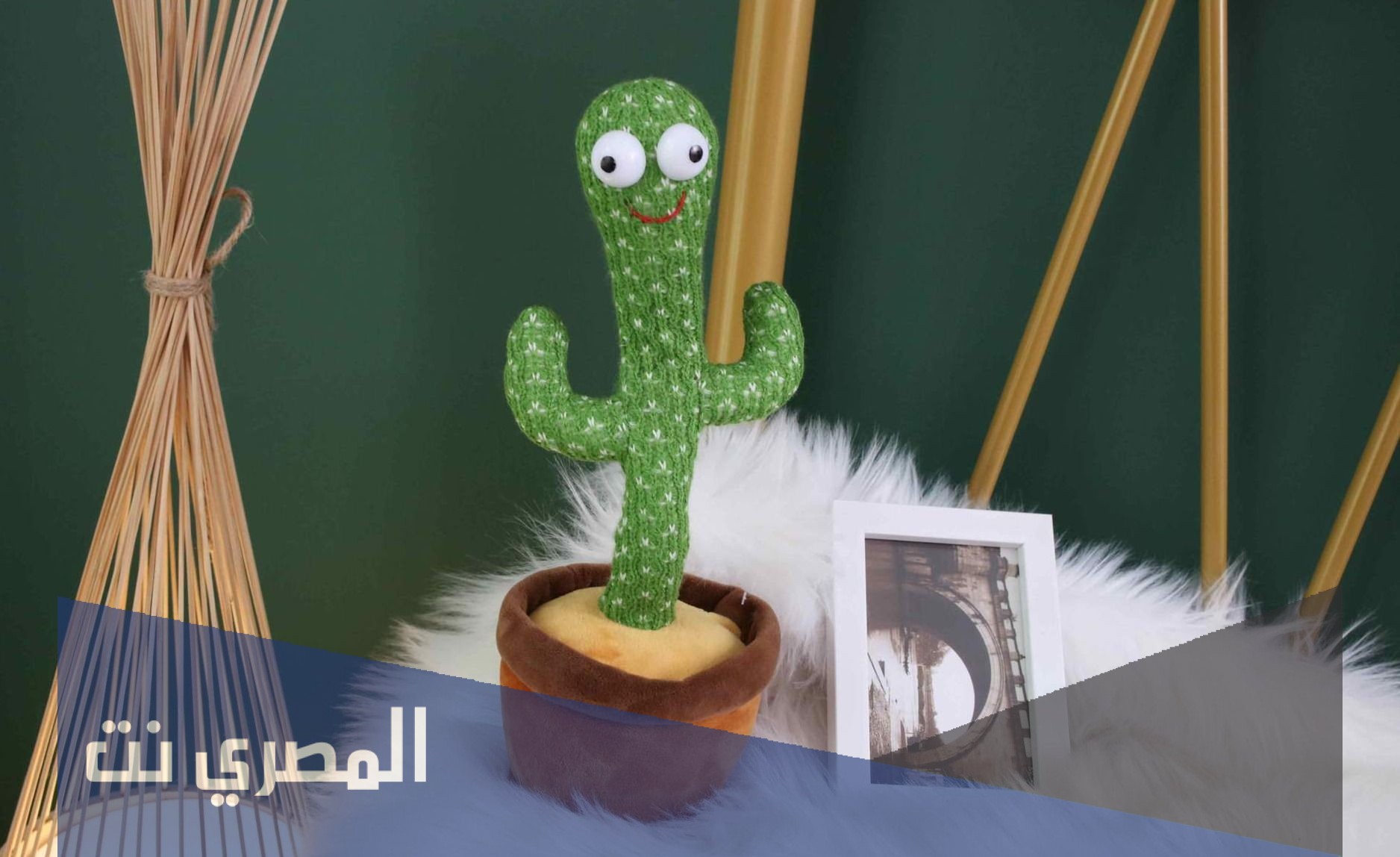 كم سعر الصبارة الراقصة