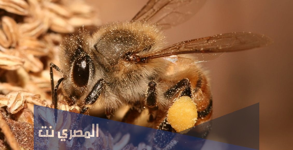 كم عدد اجنحة النحلة