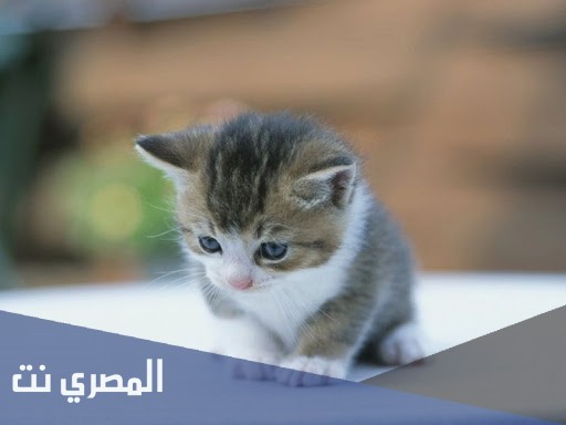 كم عدد اسنان القط ومعلومات عن فترة تسنين القطط