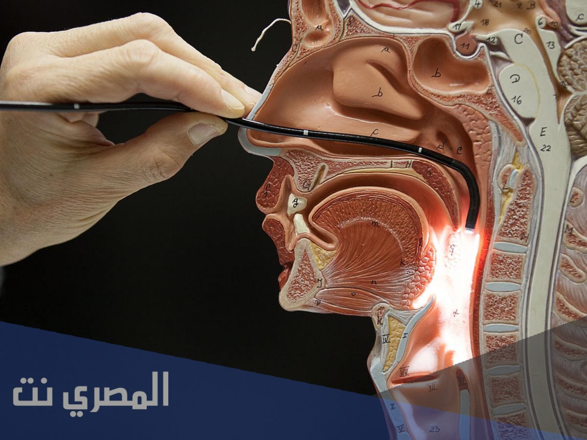 كم عدد الحبال الصوتية في جسم الإنسان