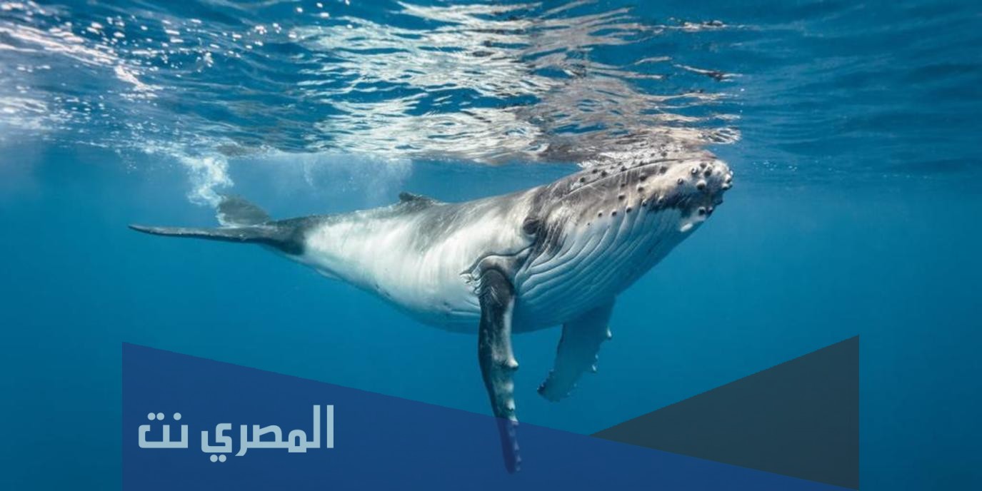 ضربات قلب الحوت في الدقيقة