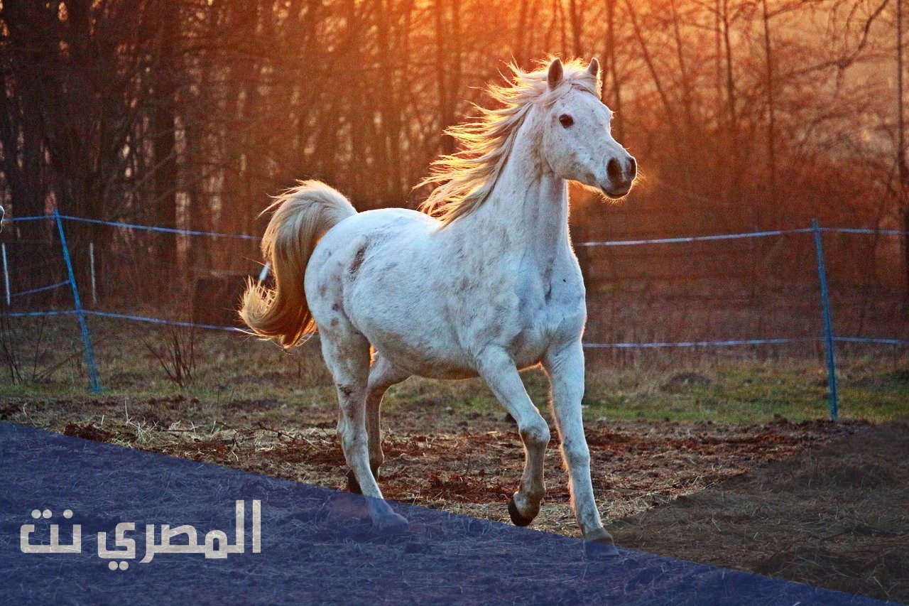 كم يستطيع الحصان العيش بدون أكل