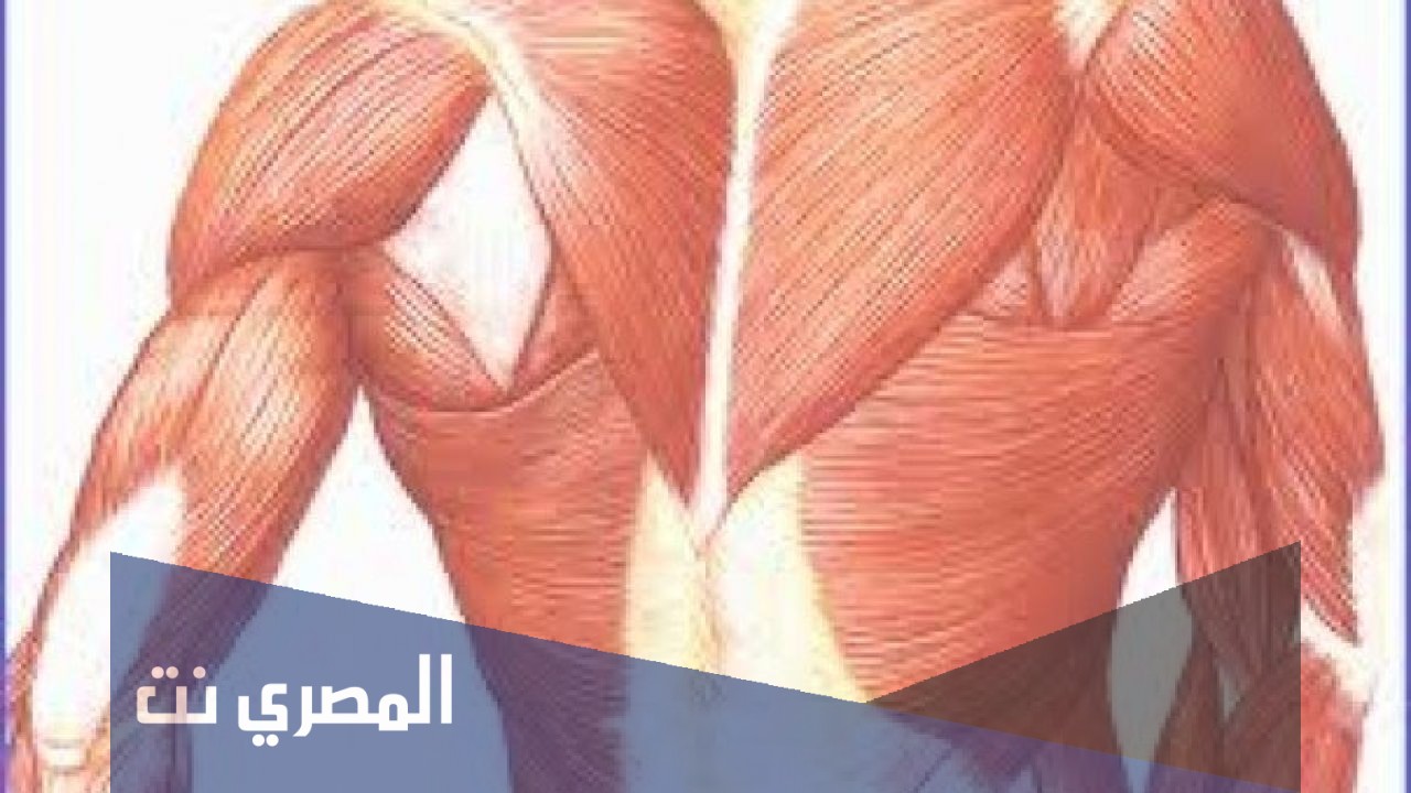 كيف احافظ على العضلات الملساء