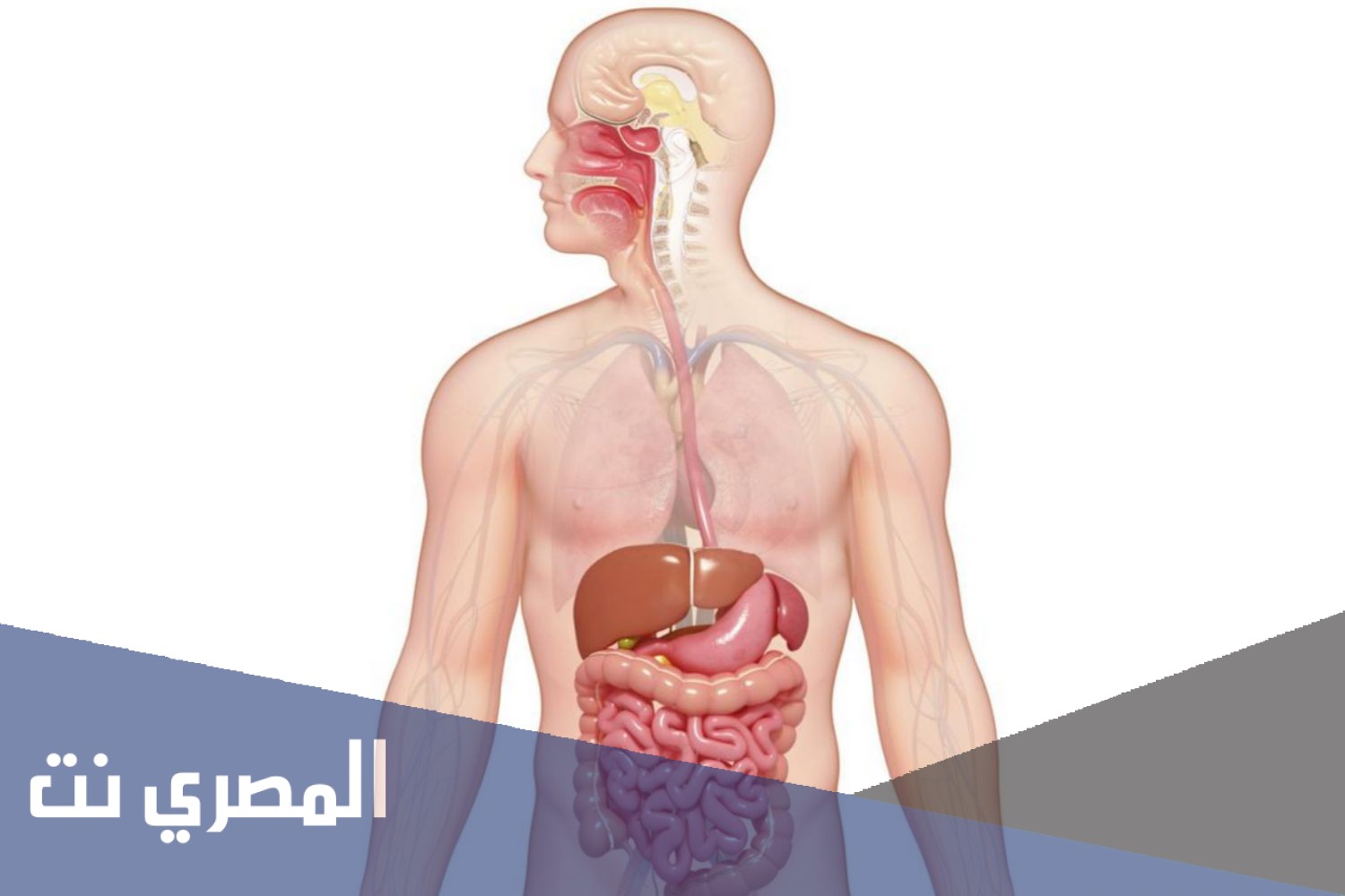 كيف يتم الهضم الكيميائي في المعدة؟