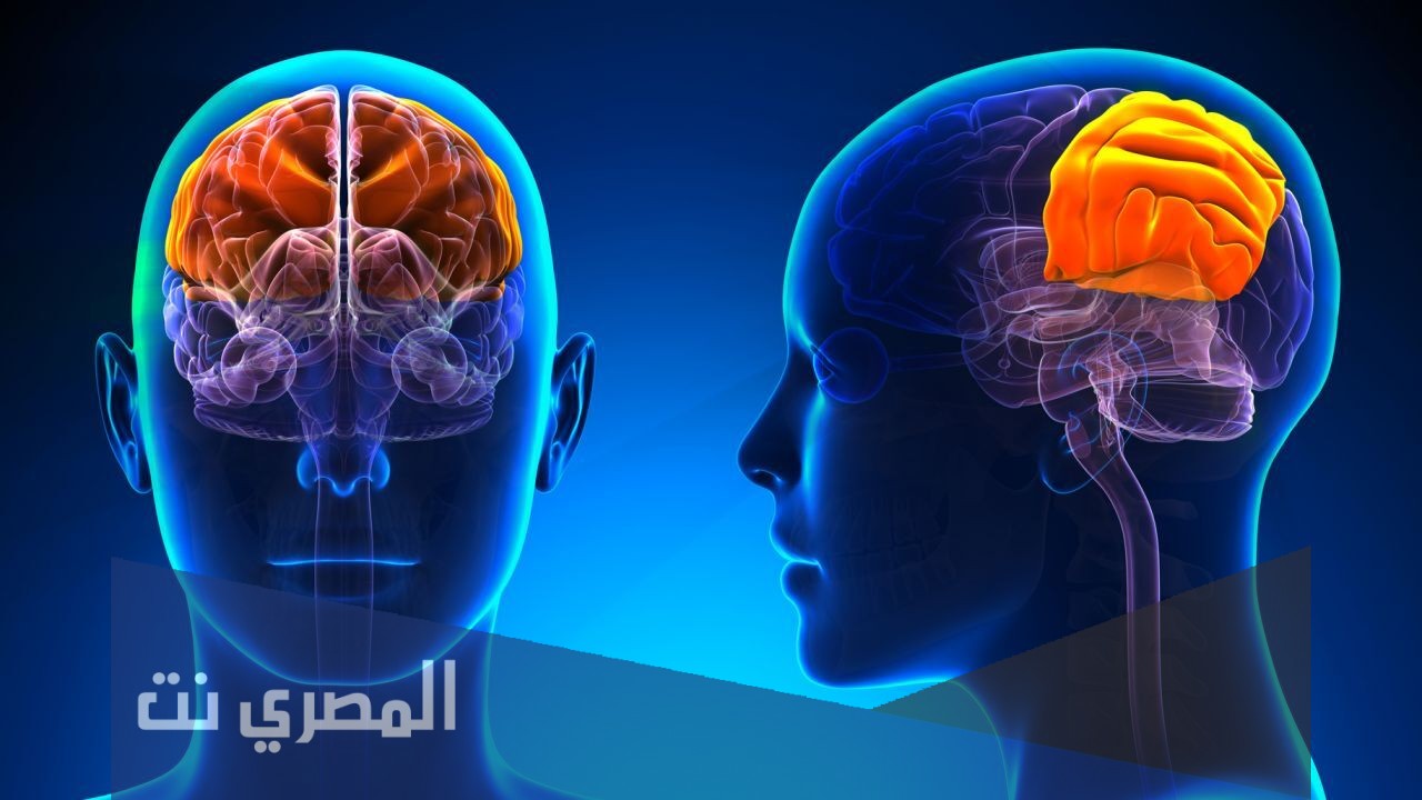 كيف يعمل الدماغ البشري؟