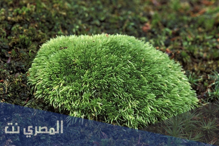 كيف ينتقل الماء في النباتات اللاوعائية