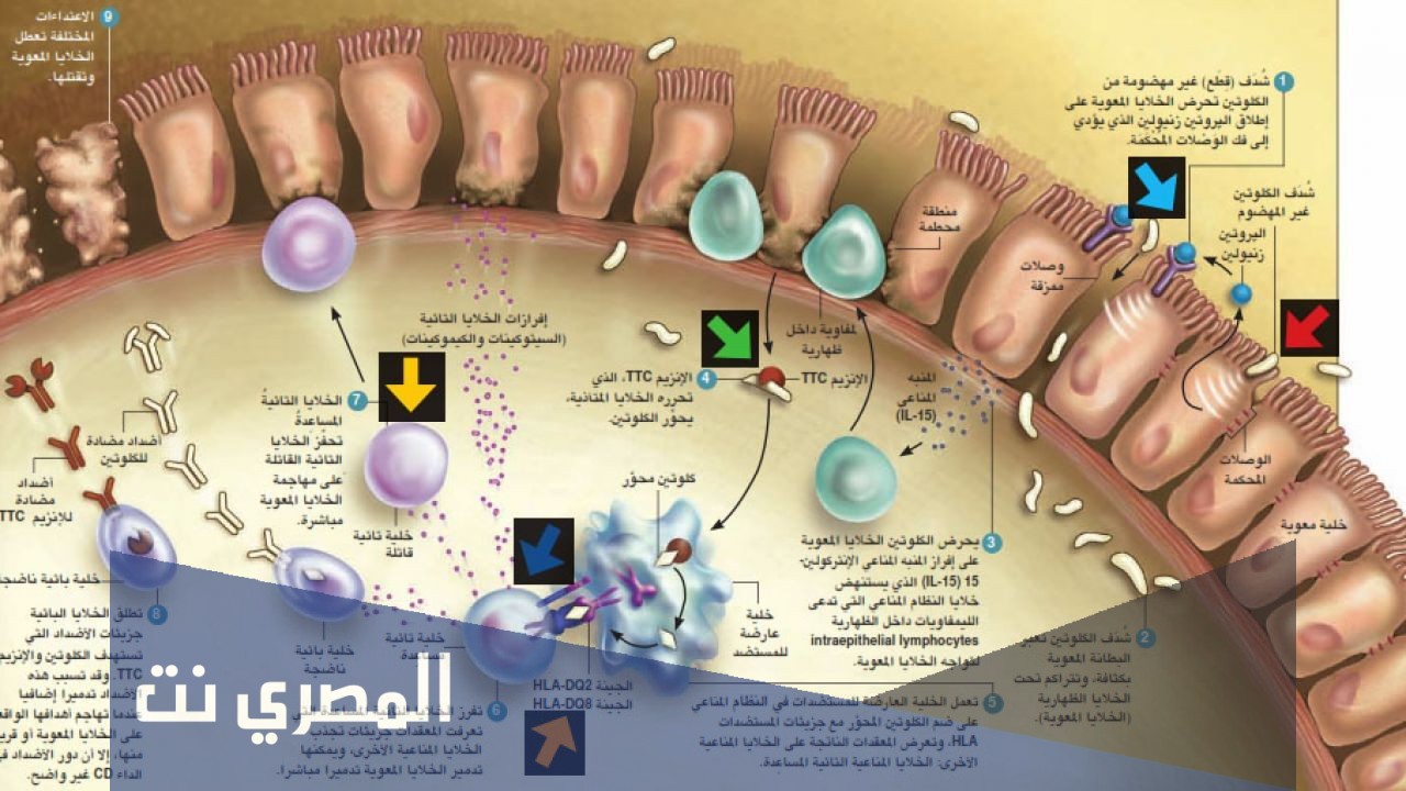 كيفية اختيار نمط الاستجابة المناعية