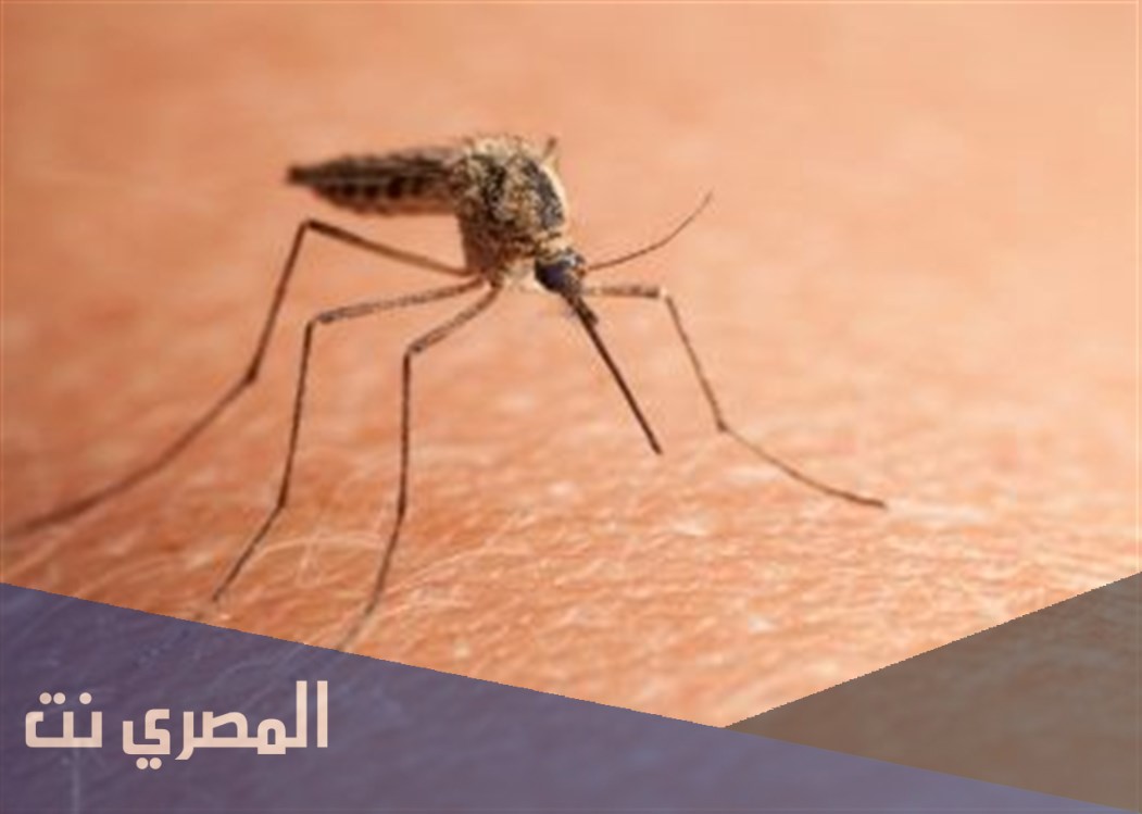 كيفية علاج لدغة البعوض