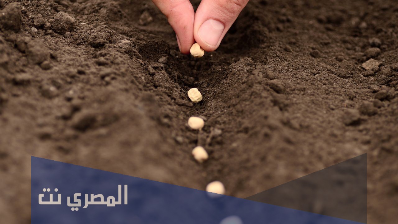 كيفية غرس البذور في التربة