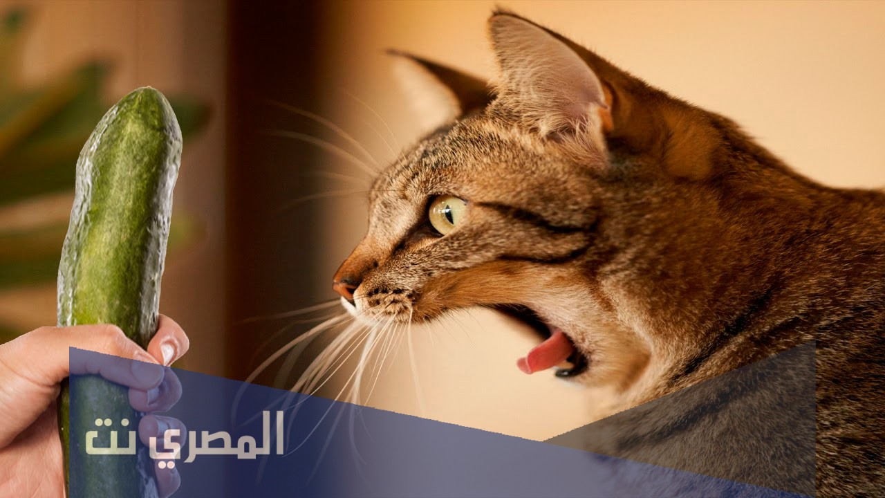 لماذا القطط تخاف من الخيار