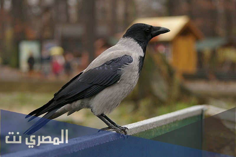 لماذا امر الرسول بقتل الغراب
