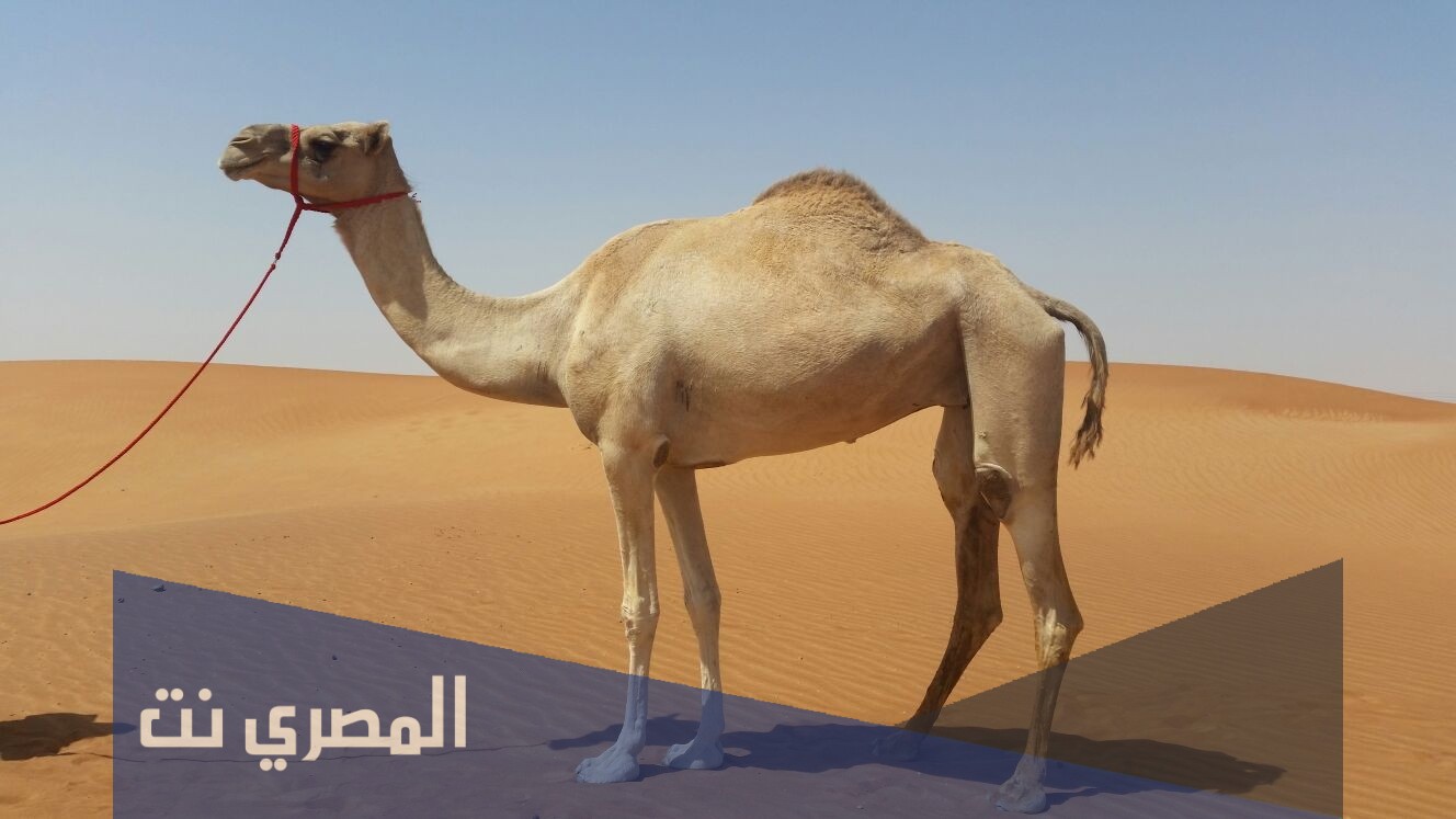 لماذا تدفن الناقة او الجمل في التراب