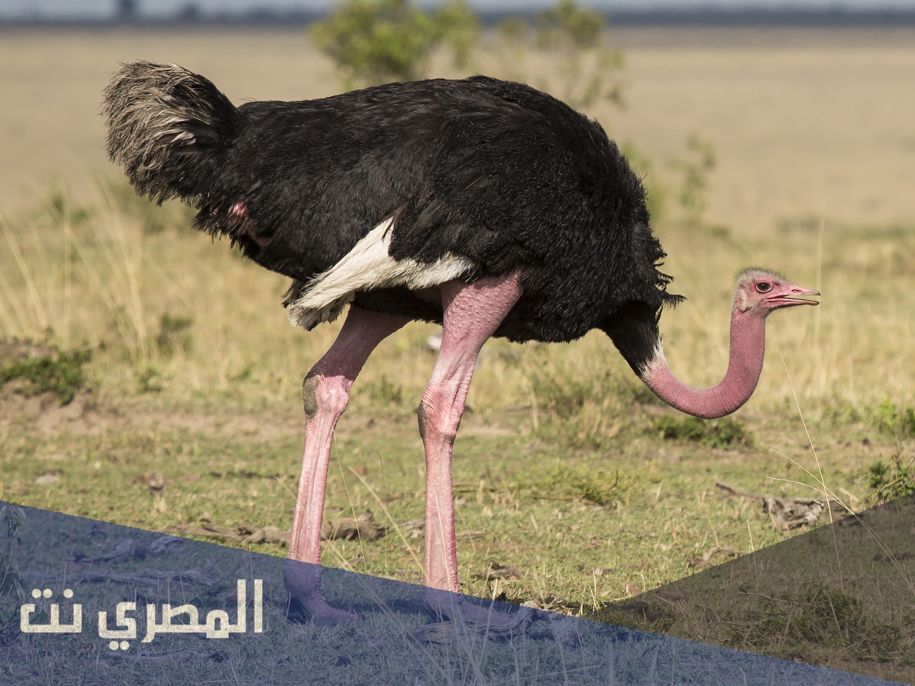لماذا تدفن النعامة رأسها في الرمال