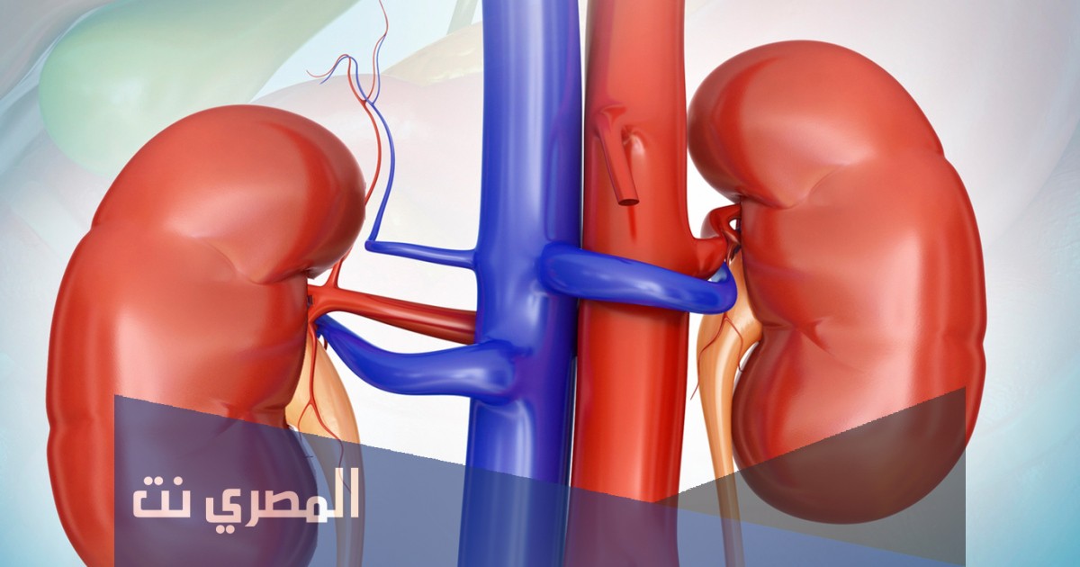 لماذا تعد الكلى من ادوات الامان في الجسم