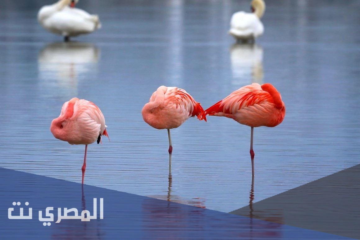 لماذا طائر الفلامنجو يقف على رجل واحده