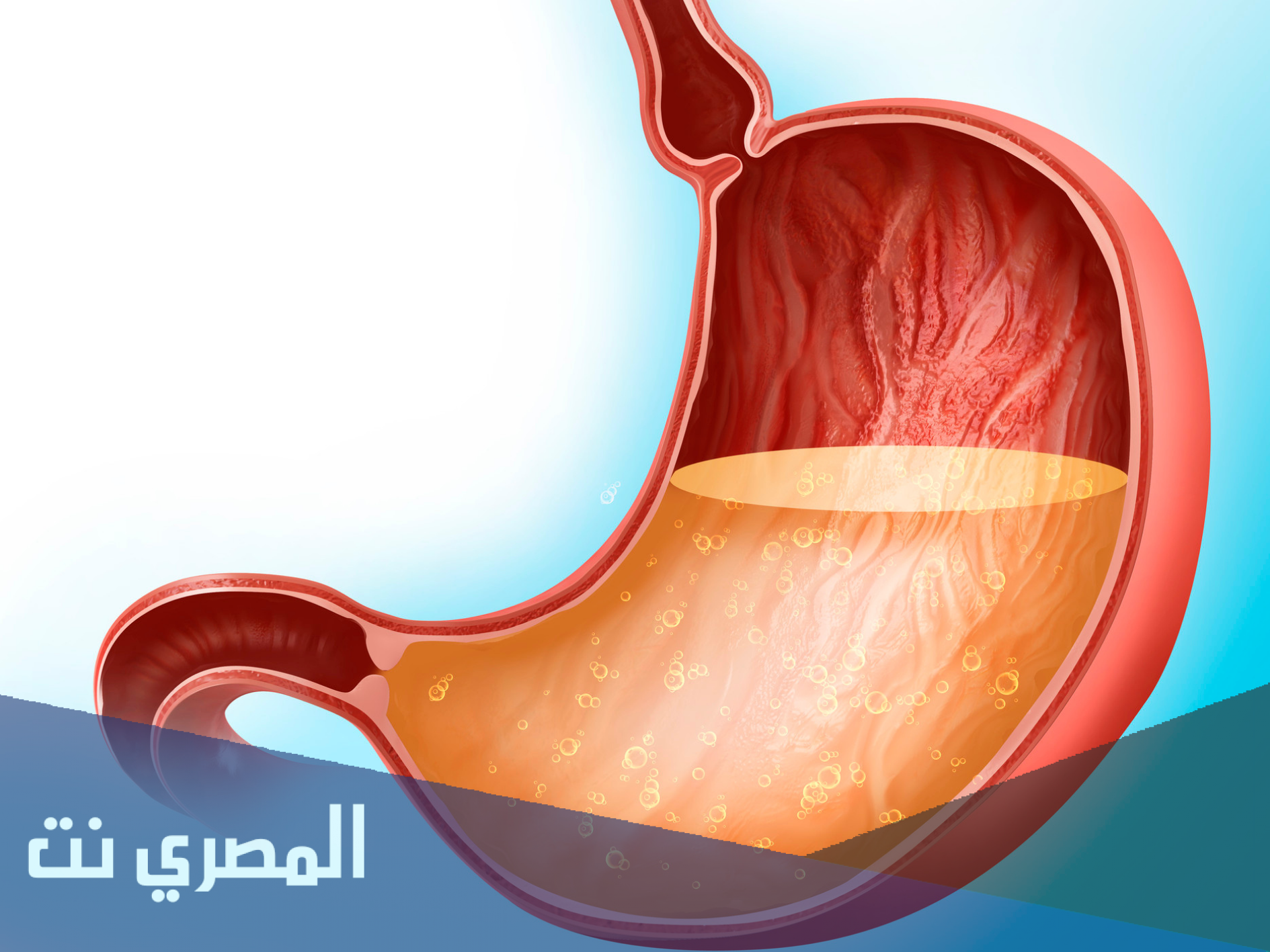 لماذا لا تهضم المعدة نفسها بواسطة العصارة الهاضمة الحمضية