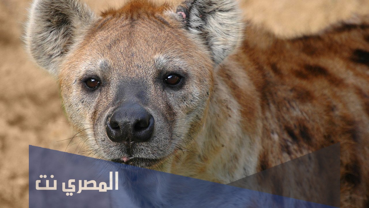 لماذا يدفن الضبع بوجود الشرطة
