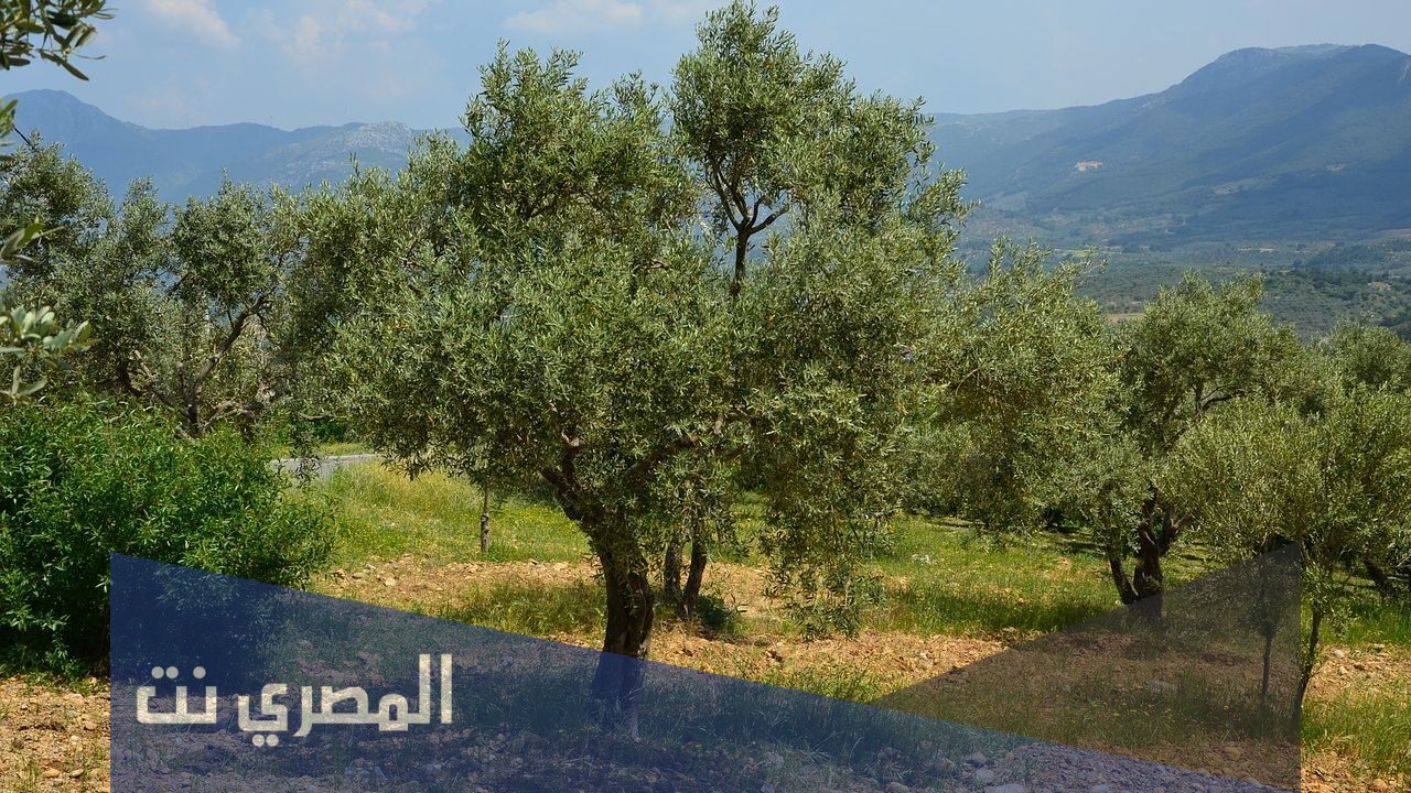 ما أشهر دول العالم في زراعة الزيتون؟