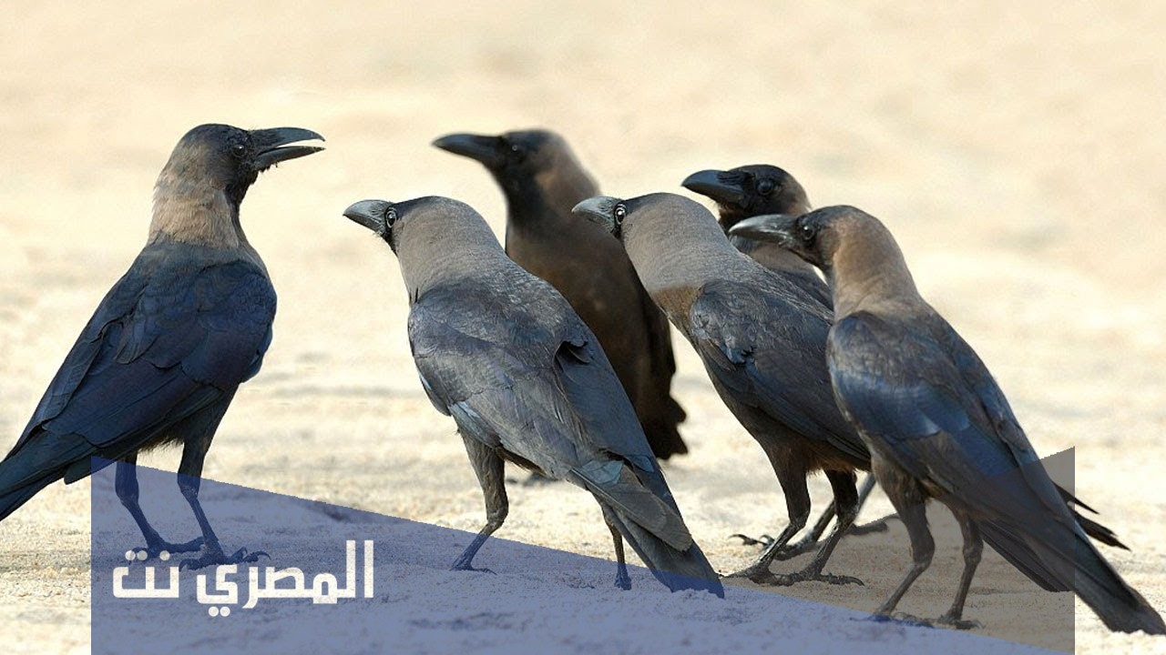 ما الاسم الذي يطلق على صوت الغراب