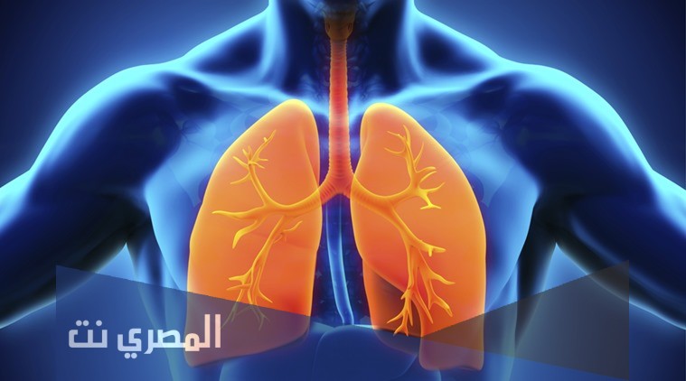 ما الجزء المسؤول عن تبادل الغازات داخل الرئتين