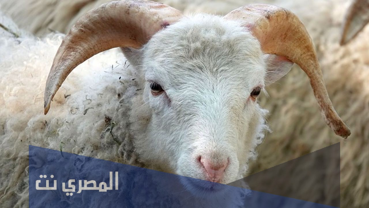 ما الحكمة من العقيقة عن المولود؟