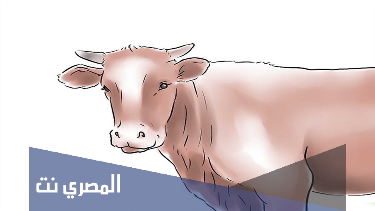 ما شروط أضحية العيد بالبقر؟