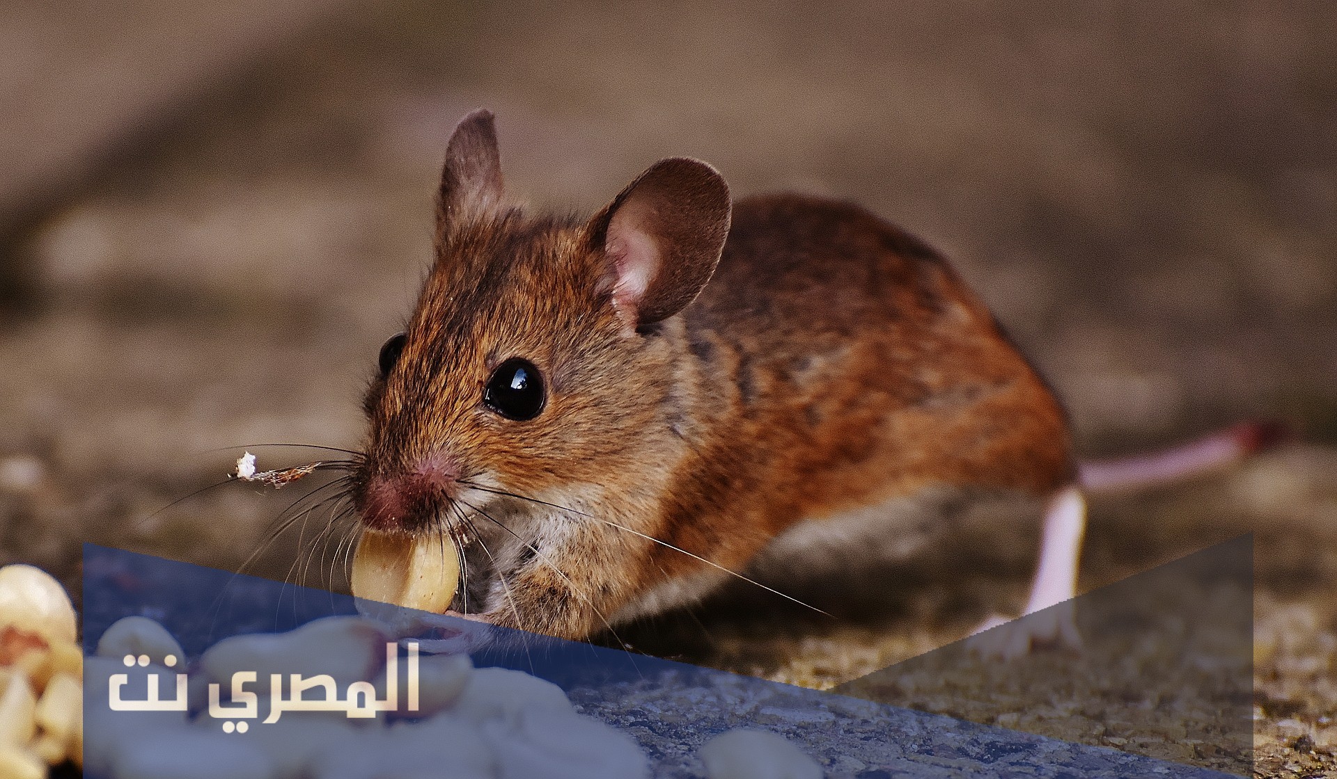 ما لا تعرفه عن طرد الفئران