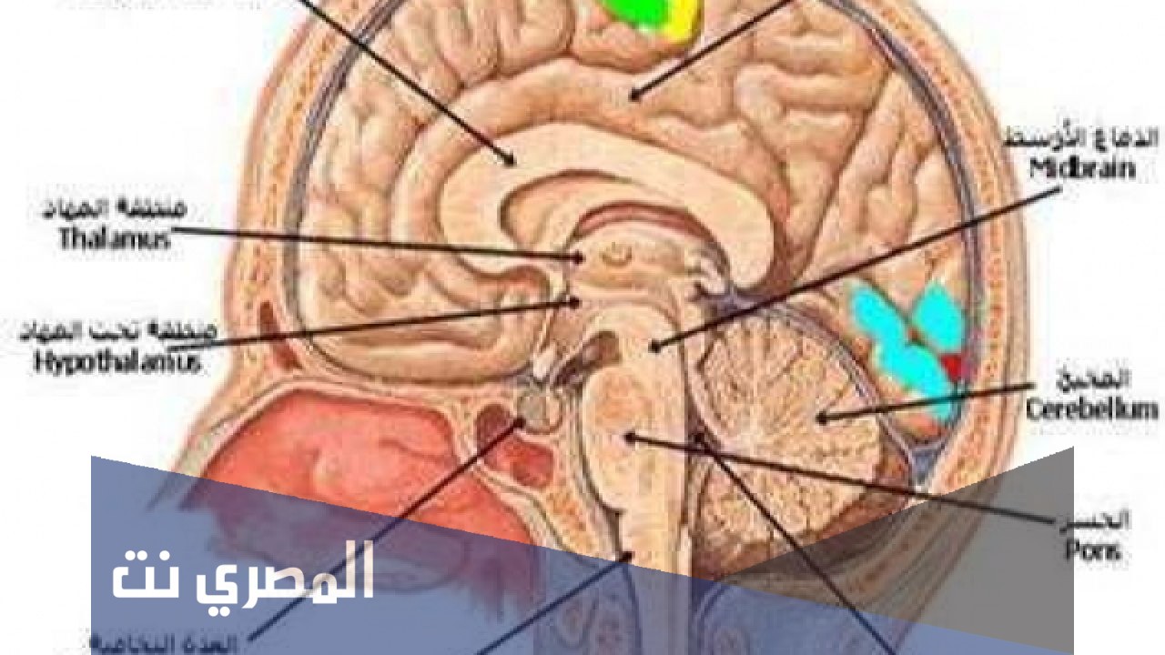 ما مكونات الجهاز العصبي المركزي