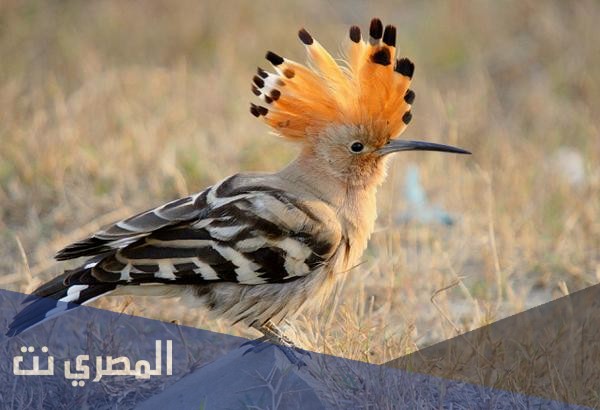 ما هو اسم هدهد سيدنا سليمان