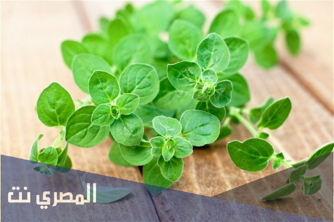 ما هو الاوريجانو