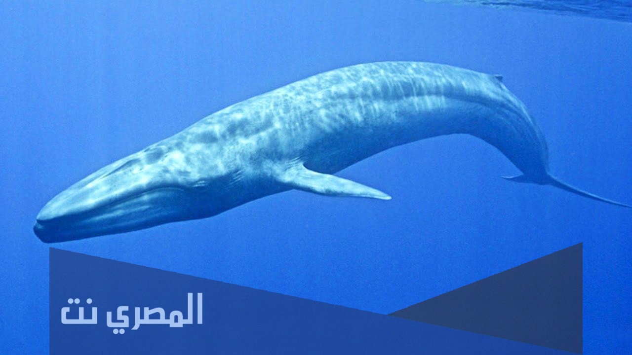 ما هو الحيوان الاثقل وزنا في العالم