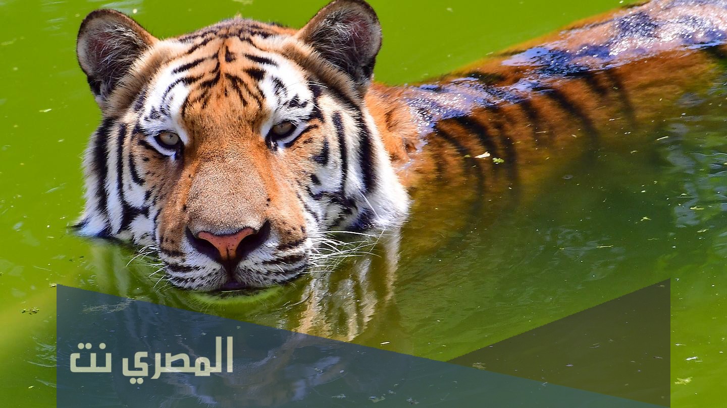ما هو الحيوان الذي اذا جاع اكل صغاره