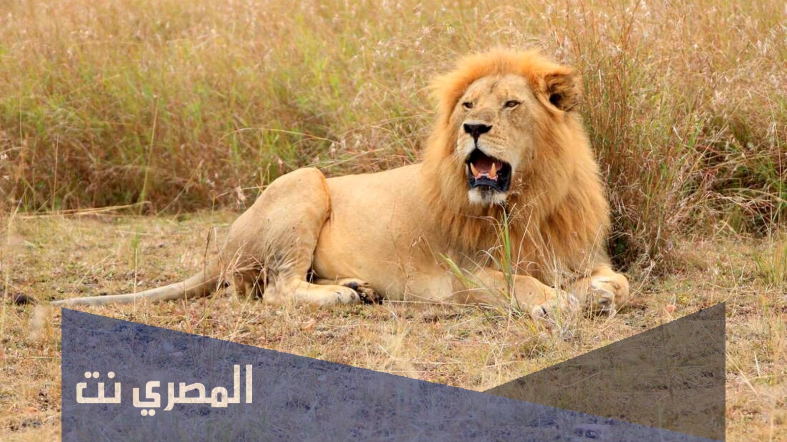 ما هو الحيوان الذي يسمى البهنس